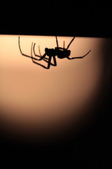 silhouette of a spider on black background