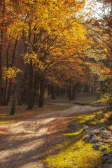 Sunlight in the autumn forest. Beautiful autumn landscape