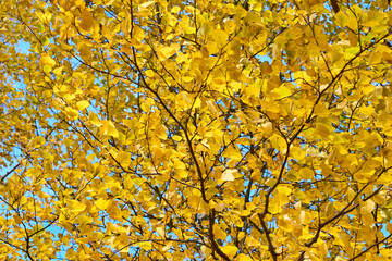 Yellow autumn leaves texture/background.