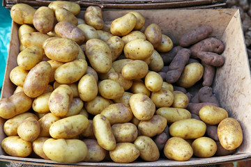 Potato in Crate