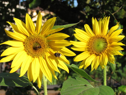 Fototapeta Sunflower with insects, two flowers, close-up of nice big yellow blossom