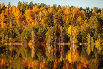 Fototapeta premium Reflection of trees in water at golden sunset.