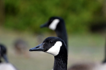 Head of a goos isolated