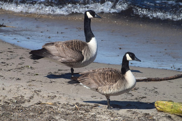 two canada gooses