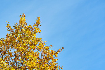                        A branch of a tree with colorful autumn leaves against a blue sky on a background. Copy space.        