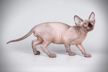 Canadian sphinx cat on colored background