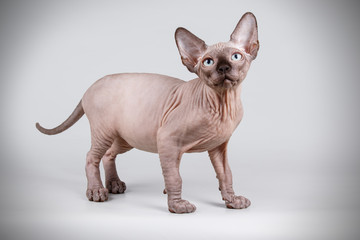 Canadian sphinx cat on colored background