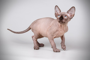Canadian sphinx cat on colored background