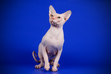 Canadian sphinx cat on colored background
