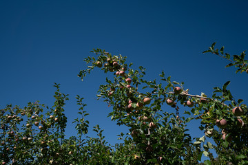 Pick your own peaches and apples farm Colorado USA