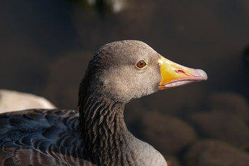 Greylag goose