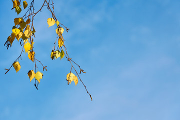                        A branch of a tree with colorful autumn leaves against a blue sky on a background. Copy space.        
