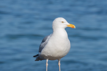 Seagull