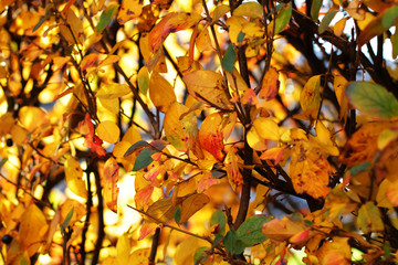 Autumn, yellow and orange leaves, black berry