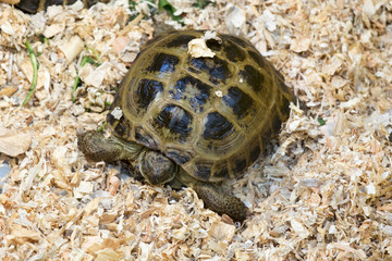 testudo hermanni for sale at a shop