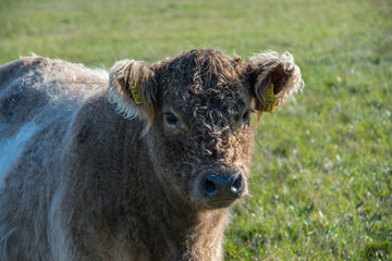 Naklejka na ściany i meble Scottish highland cow on the pasture.