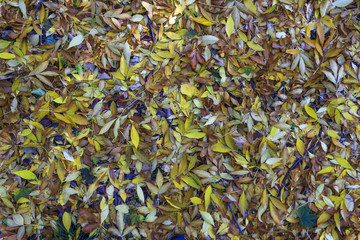autumn leaves on the ground with different trees, from above, background
