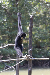 male White-cheeked gibbon