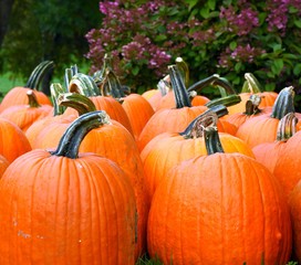 Harvested Pumpkins Displayed Side-by-Side