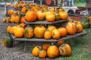 2022 - Tabletop Pumpkins (2022-ATT-100818-1058A)