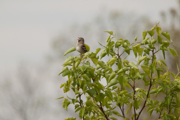 Song Sparrow in Song