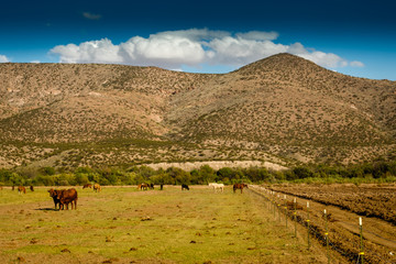 Horses and Cattle Graze