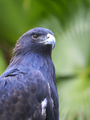 Portrait of a Young Bald Eagle