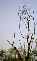 dry tree branches
