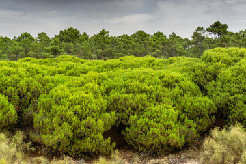 Pine Tree Forest in Vila Real Santo Antonio. Algarve, Portugal.