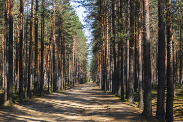Fototapeta premium Autumn forest nature. Vivid morning in colorful forest with sun rays through branches of trees.