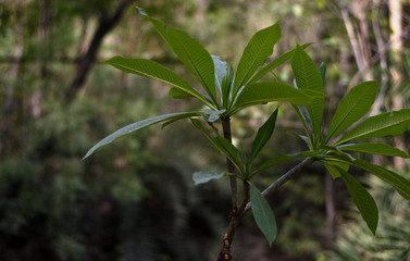 Kadana (Neolamarckia cadamba) tree