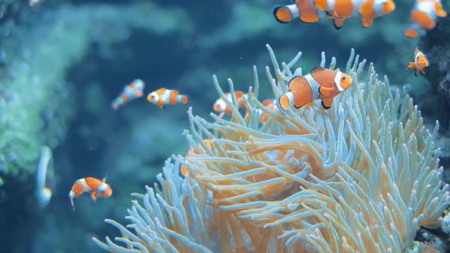 Underwater scene, multiple clownfish swimming in anemone coral reef, symbiosis concept.
