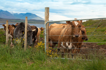 Herd of cows on a farm in Iceland against the background of green meadows