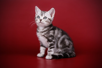 American shorthair cat on colored backgrounds