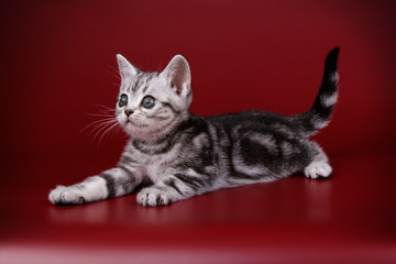 American shorthair cat on colored backgrounds