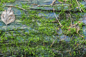 tree trunk with moss Horizontal photo texture