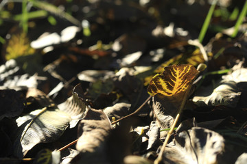 colorful autumn image