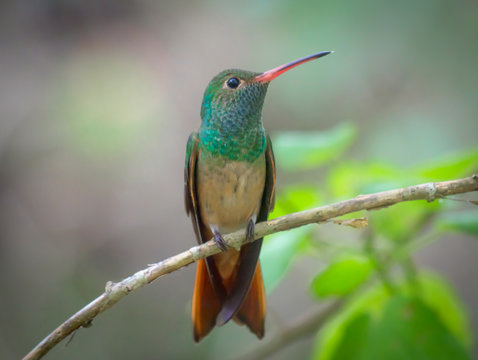 Buff Bellied Hummingbird