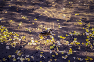 Wild duck is swimming in the water, transparent reflections and fall foliage.