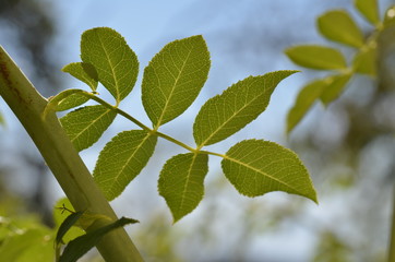 Closeup of detailed green rose hip leaves