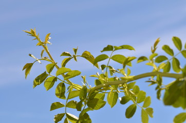 Green hip branches with a blue sky background
