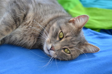 Close up of a grey cat laying on a bed