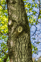 Stamm von einem Nussbaum
