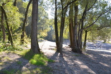Beautiful forest scenery with sunbeams