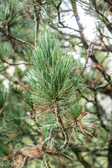 Kiefernzweig