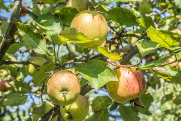 Äpfel auf dem Baum