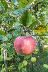 Apfel auf dem Baum