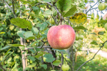 Apfel auf dem Baum