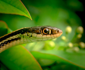 Ribbon Snake