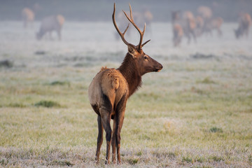Bull Elk Foggy Morning